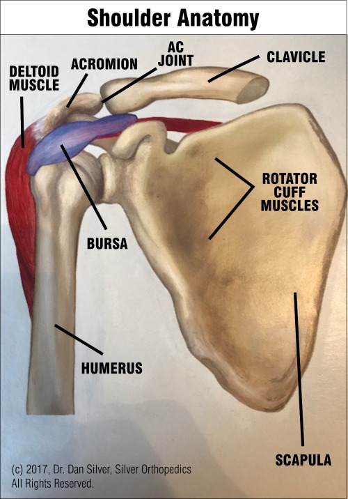 Why Upper Back Stiffness Could Be the Root Cause of Your Shoulder Pain —  Laguna Orthopedic Rehabilitation